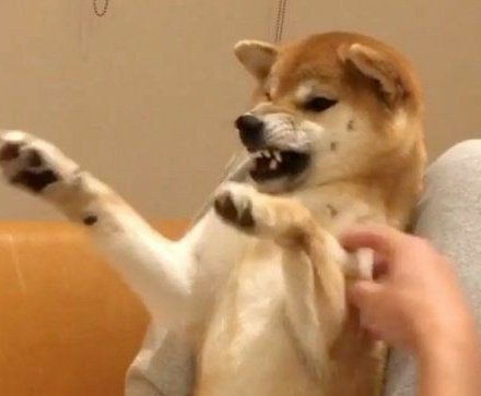 florence as shiba inus; a thread