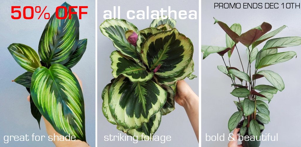 PLHClub's tweet image. Holiday promo!  50% OFF calathea.  These are great tropical houseplants for shady areas and just need moderate humidity.  Their striking leaves are worth the effort!

peaceloveandhappiness.club/collections/ca…