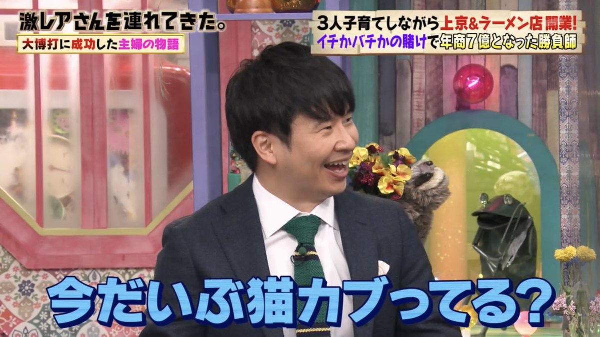 わかわかわかちゃん W 猫 猫 猫 猫 オードリー オードリー若林 若林正恭 若林 若様 若ちゃんかわいい 激レアさん Ipponグランプリ Ippon 日向坂で会いましょう 加藤史帆 かとし