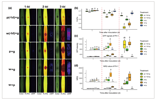fungidb's tweet photo. Coinoculation of #Fusarium graminearum and Fusairum poae inhibited symptom development in #wheat but did not alter mycotoxin accumulation. #fusariumheadblight #fungi #fungal #pathogen #plantpathogenic https://t.co/lK5Fol6lj0 https://t.co/E8Erx5tQoX