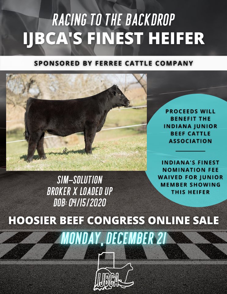 IJBCA's tweet photo. Attention beef cattle enthusiasts! IJBCA will be having a sale heifer in the Hoosier Beef Congress Online Sale held on December 21st. Attached below are pictures of the sale heifer, and a link to a video of the heifer on the move. 
•••
https://t.co/Jt0dab6RMA https://t.co/8U7RKGlclX