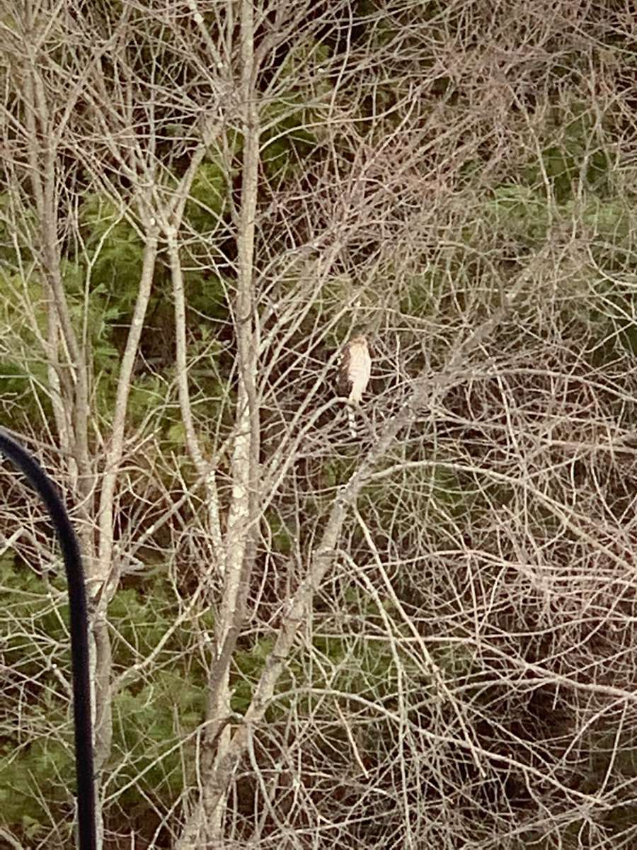RambleSublime's tweet image. Northern Oak Owl in the backyard. Photo isn’t great but was able to identify with binoculars. Lookout squirrels 🐿