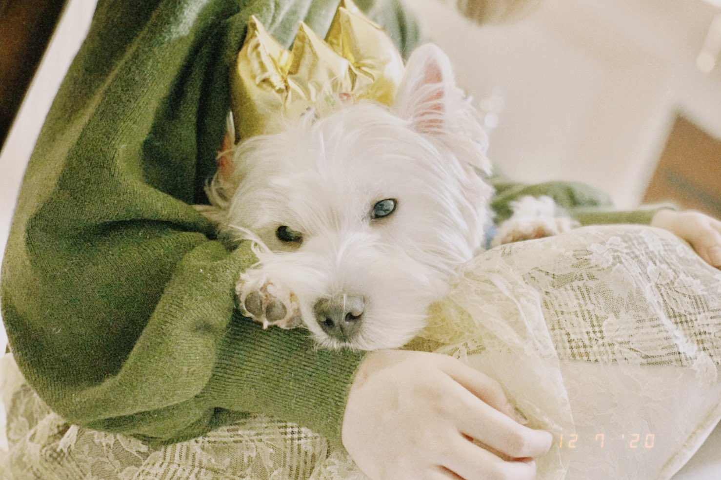 小豆 愛犬かぶが12 7で1歳になりました うちにきてくれて毎日幸せをありがとう Tt これからも末永くよろしくね T Co Gulx1azus6 Twitter