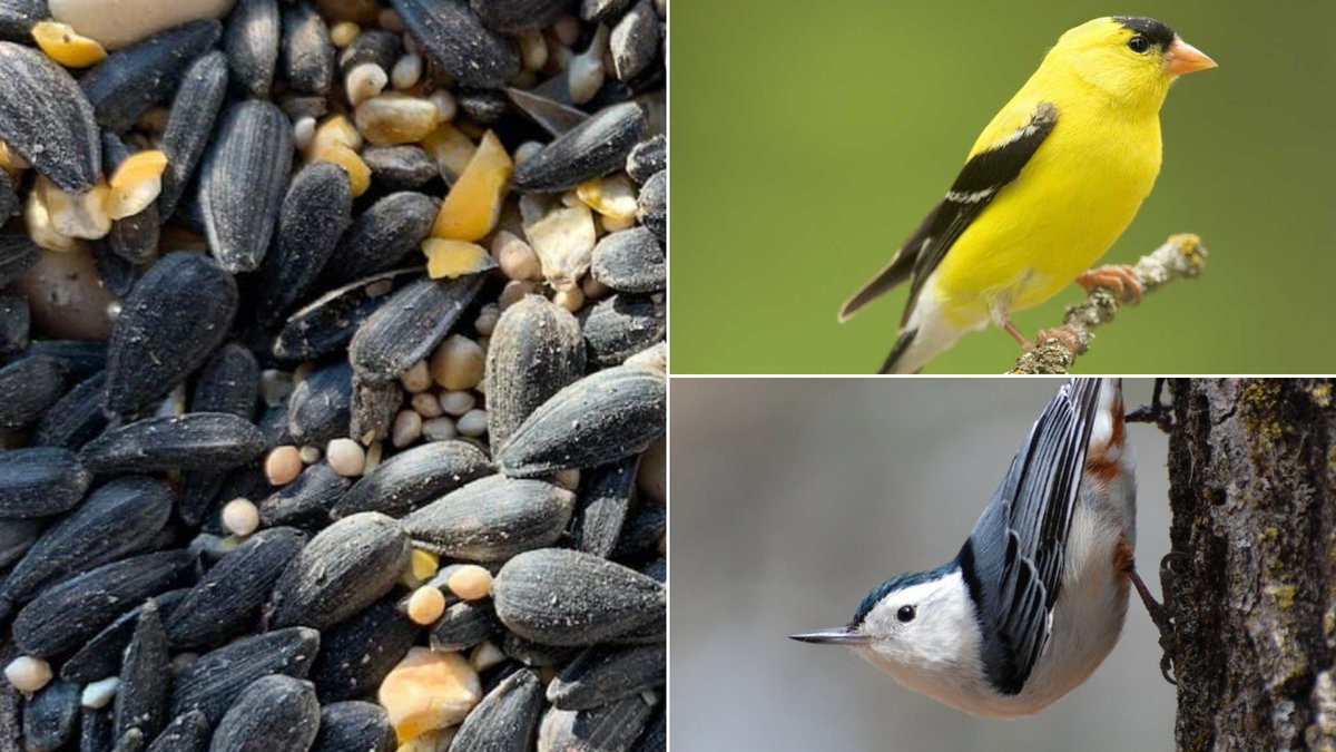 StormWorksPGH's tweet photo. Black oil sunflower seeds have high oil content and easy-to-crack seed coats, which makes them a popular choice among a wide range of birds such as titmice, chickadees, nuthatches, and goldfinches. 🐦 Visit the link below to order birdseed today! https://t.co/htDhqC3lWV https://t.co/ufSKXbG83C