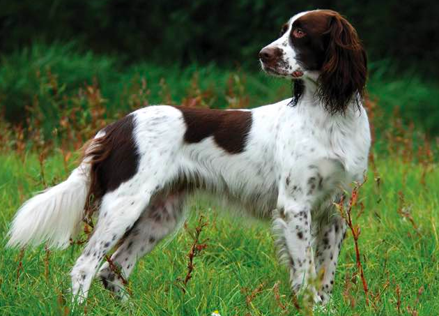 CKC4thedogs's tweet photo. #Breedfact: One of the oldest #pointingdogs, the #FrenchSpaniel gained its fame for hunting in the Middle Ages! This ancient breed was first brought to Canada in 1974 and was given official CKC recognition in 1985. Show us what your French Spaniel can do! https://t.co/veVSyeduUI https://t.co/DjUcIkHbGH
