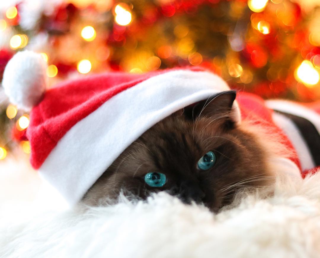 EntirelyPets's tweet image. Dear Santa... If your pet could write, what would they ask Santa for? 🎅💌🎅 #NationalLetterWritingDay

IG: @felineflora