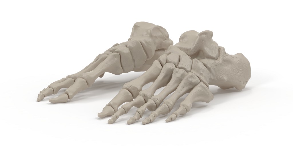 The foot contains 26 bones &amp; balance the weight of the entire body. Walking puts up to 1.5 times one’s body weight on the foot. Since feet are the major weight-bearing part of the body, foot pain is common - but does need to be tolerated! Customised orthotics make a difference!