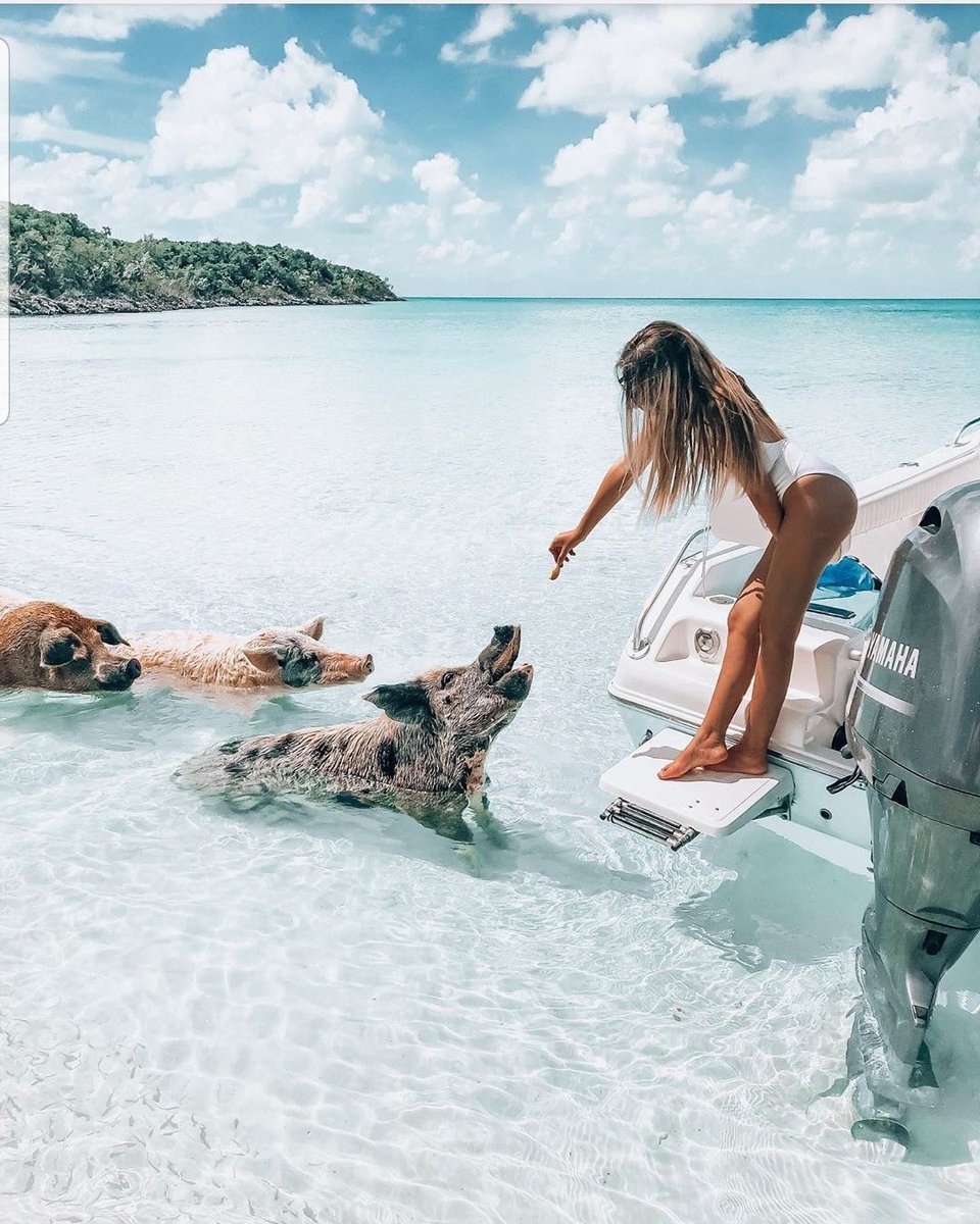 Pigs of Paradise tweet media