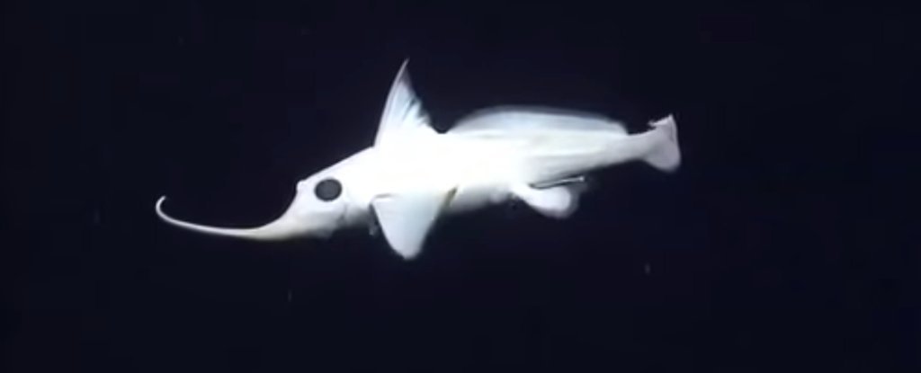 Today inspiration for aliens tends to be drawn from so-called ‘extremophiles’; creatures that live in extreme environments including deep sea creatures and insects. The idea being to create the weirdest space monsters, we should look at the ‘weirdest’ creatures living on Earth.