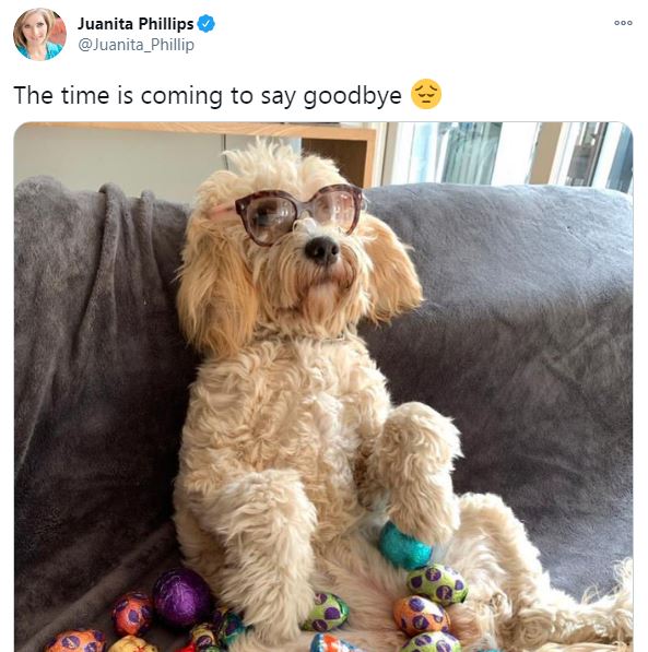 72) Gawd. Another blue check's dog went to big kennel in the sky. This time it's Juanita Phillip's poodle Gidget. She tweeted about her recently after she ate blood 'n' bone (though she said she'd forgotten about that in reply to condolence tweet).  https://twitter.com/matthewhayden/status/1325810372876513280