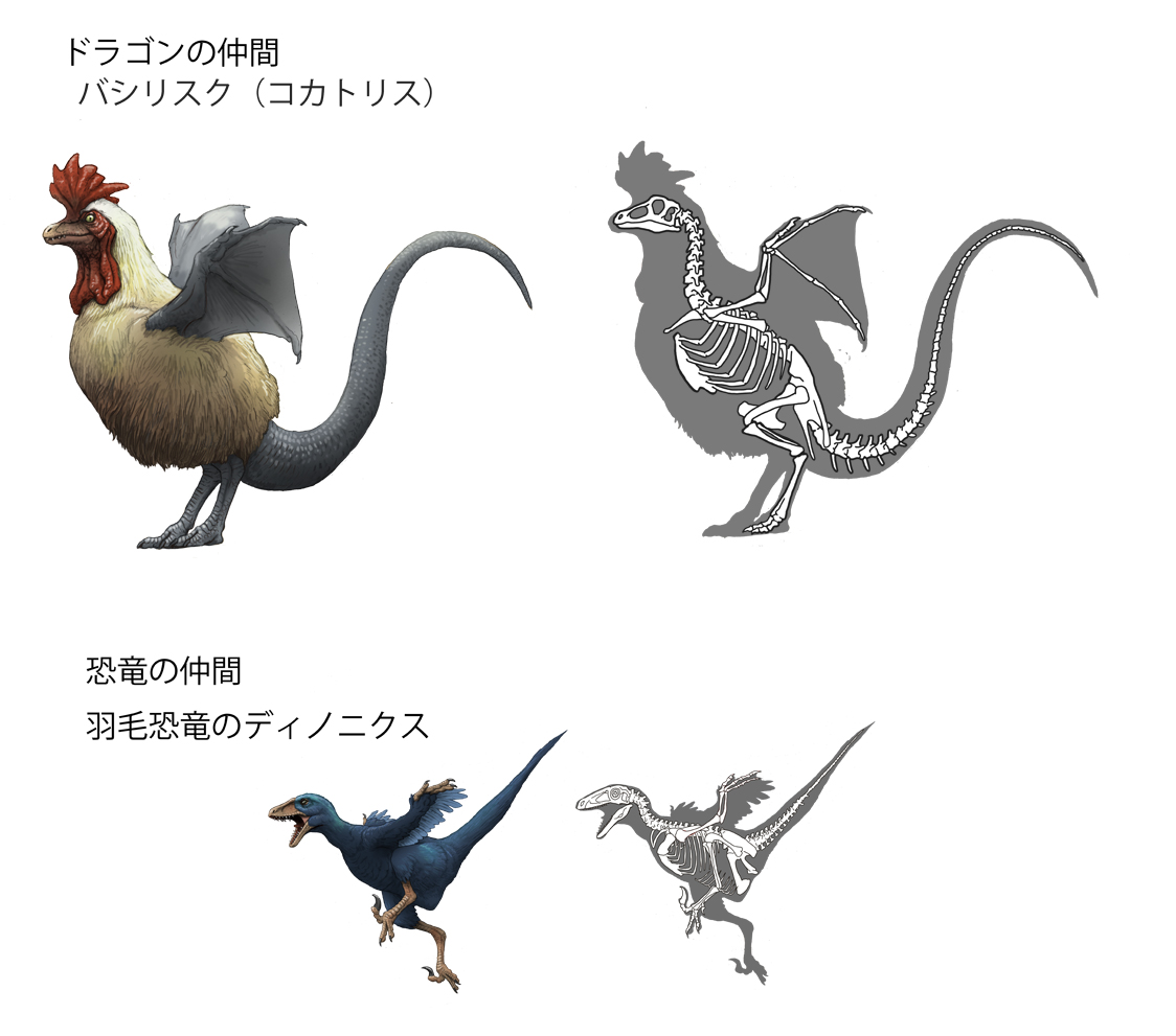 川崎悟司 ファンタジーをリアルにシリーズ バシリスク コカトリス 強い毒ガスでまわりのものを殺し 睨んだだけで敵を殺せるという目をもつ きわめて高い殺傷能力を持つモンスター ヘビの尻尾をもつニワトリという姿が一般的 鳥に長い尾があるということ