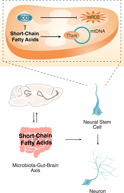 braincomms's tweet photo. Ribeiro et al. demonstrated a possible mechanism by which diet impairs adult neurogenesis in mice. https://t.co/pIo0as0E8K @ULisboa_ https://t.co/Xinrfcf3PV