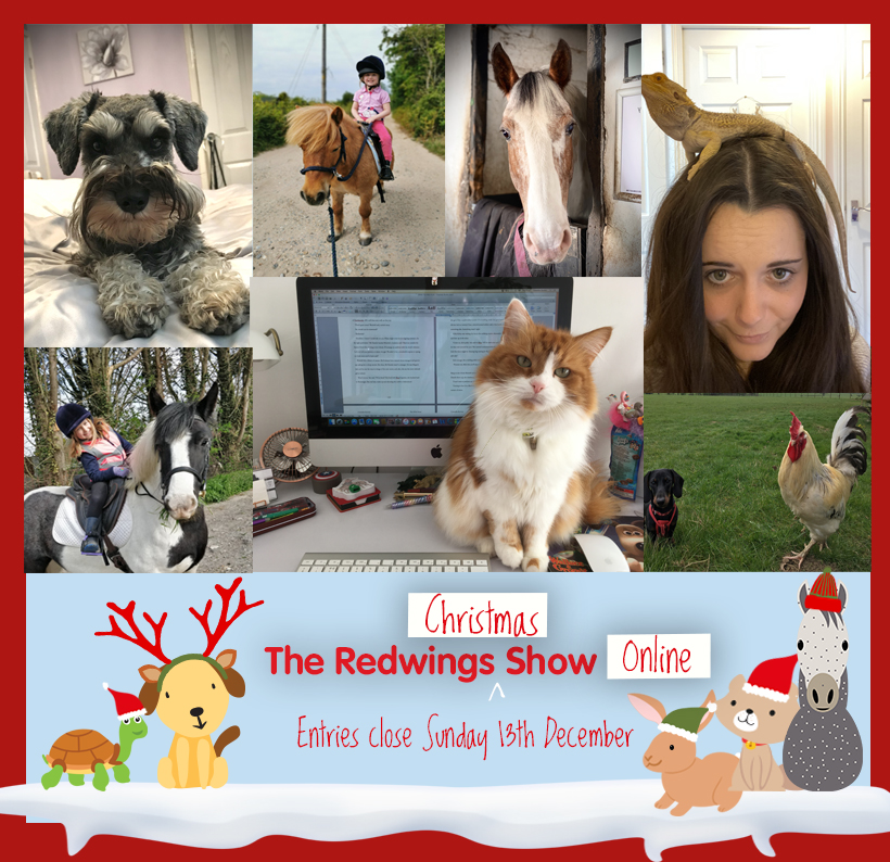 It’s the final week to get your entries in for The Redwings Christmas Show! 📢❤️

In case you needed some inspiration we’d thought we’d share some of our fantastic winners from the first Redwings Show Online in May. 

justgiving.com/campaign/Redwi…

(1/2)