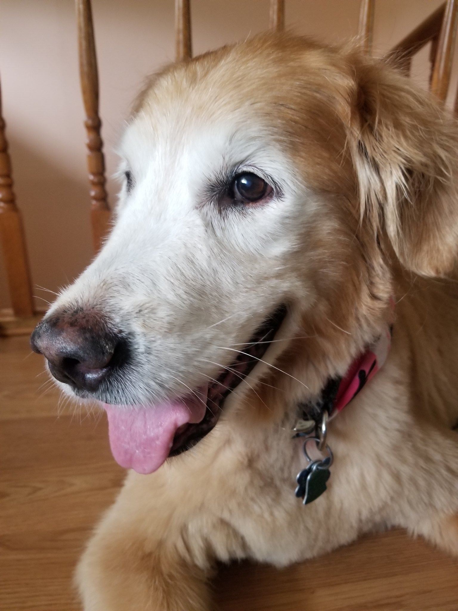 15+ Chris stapleton dog maggie picture