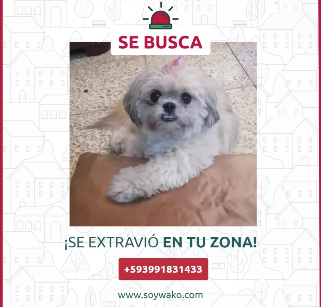 almanimalec's tweet photo. NUNI PERDIDA‼️
  🌎 Se perdió en URBANOR 
Raza: Shih Tzu blanca / Beige/Hembra.
Usaba una cinta rosada en el cuello, sus dientes inferiores son muy pronunciados. RECOMPENSA.✨ Tiene problemas hepáticos y renales. Su familia la necesita. 
Info Denisse Villacreses 📞  0991831433 https://t.co/EETqmZMUKg