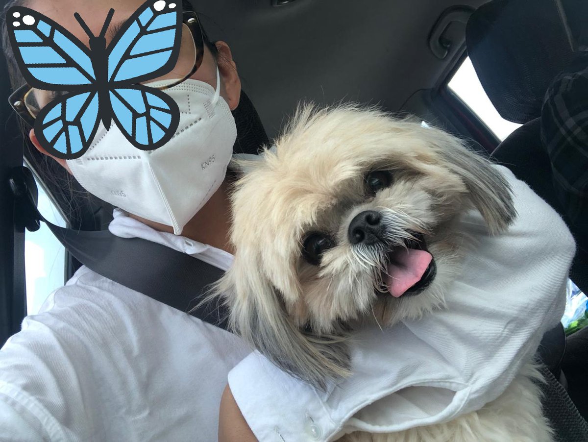 NUNI PERDIDA‼️
  🌎 Se perdió en URBANOR 
Raza: Shih Tzu blanca / Beige/Hembra.
Usaba una cinta rosada en el cuello, sus dientes inferiores son muy pronunciados. RECOMPENSA.✨ Tiene problemas hepáticos y renales. Su familia la necesita. 
Info Denisse Villacreses 📞  0991831433