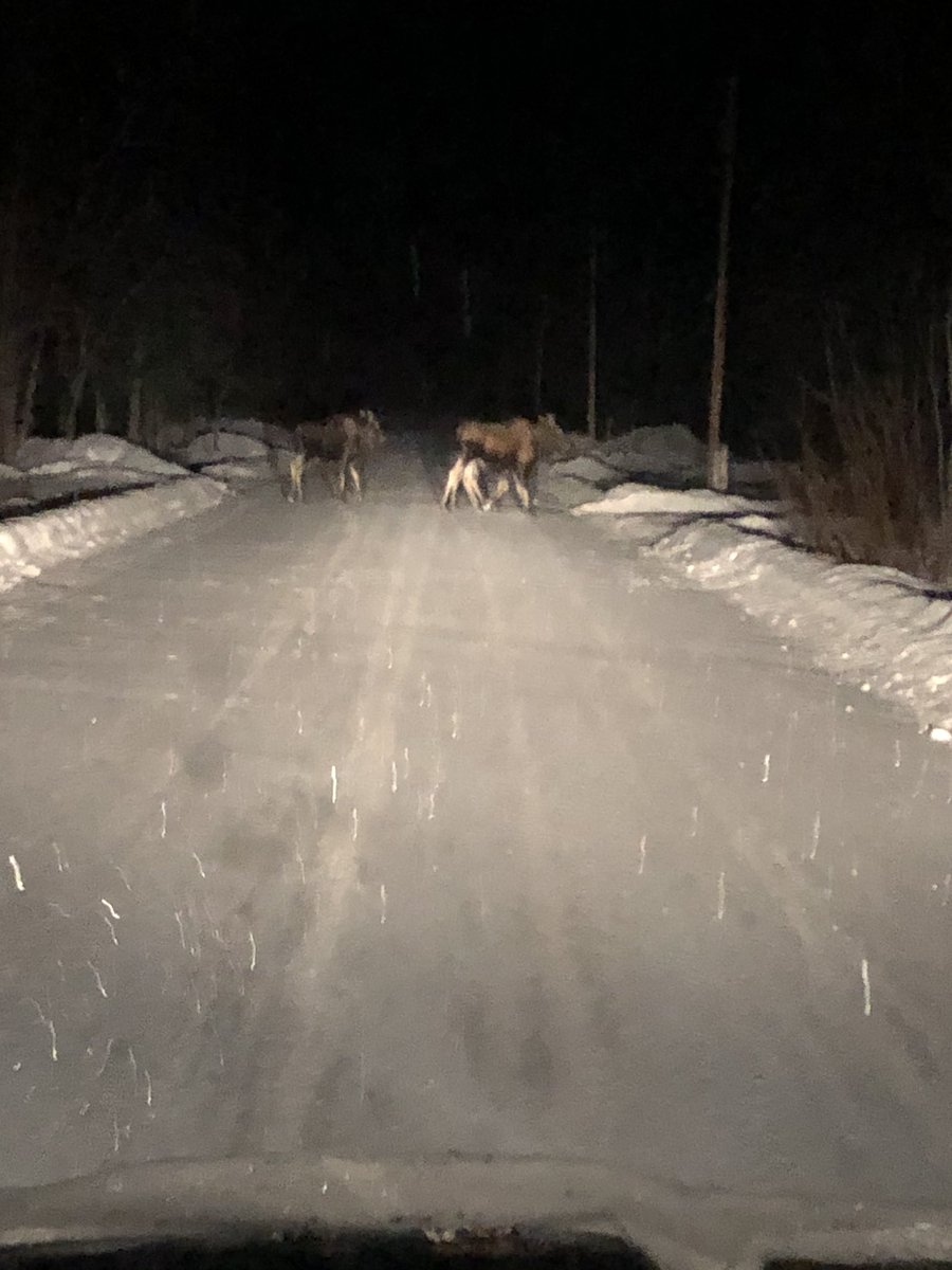 carlsnider's tweet photo. While riding over to a friend’s house last night, I had to wait for a family to cross the road! Hahahahahahahaha 
#alaskaishome
#madeforalaska
#boldlygo
#whydidthemoosecrosstheroad https://t.co/AuVznxxjW9