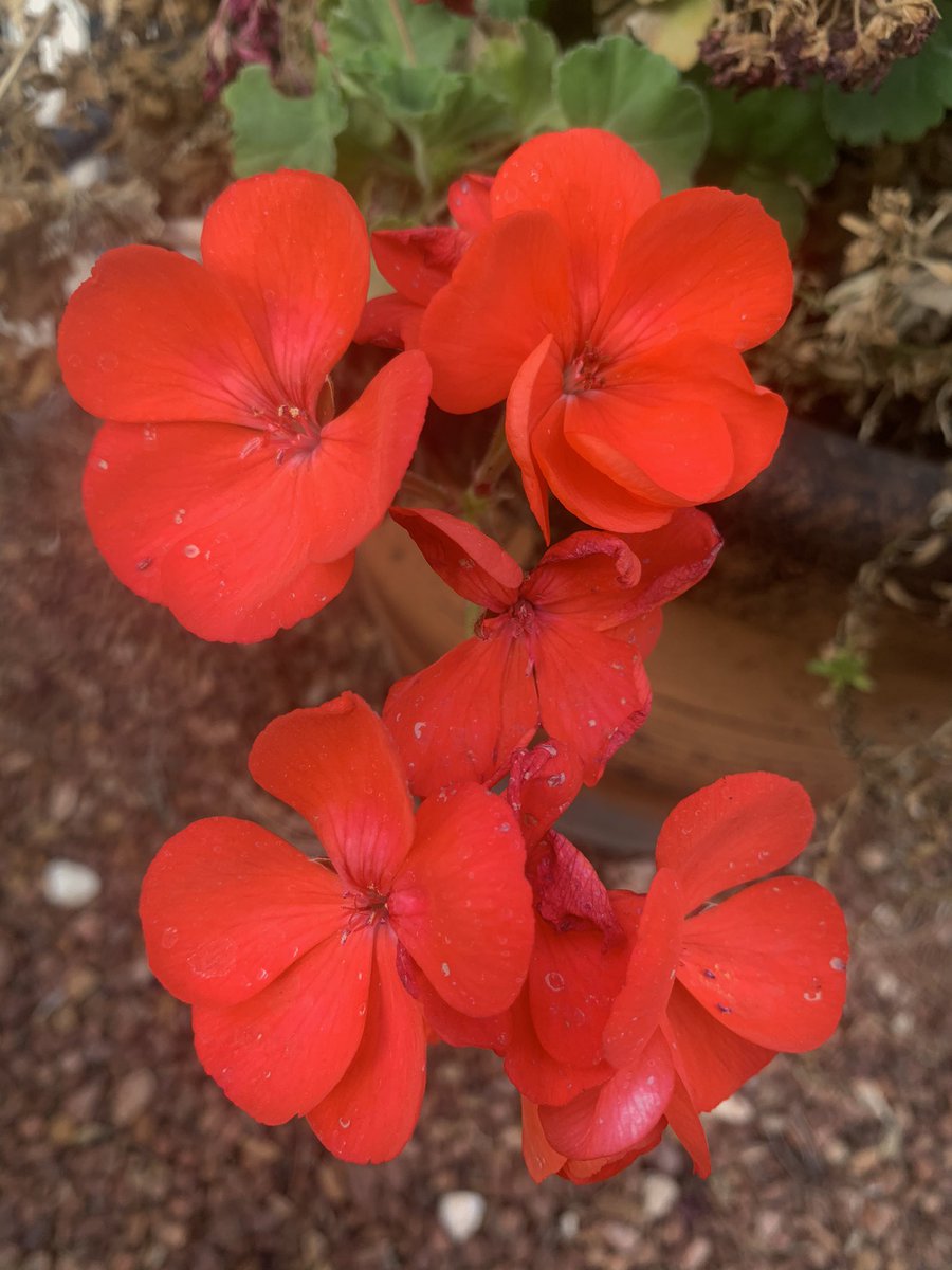 SWGardenSource's tweet photo. Even though it’s been close to freezing temps at night I still have colorful blooms to liven up the winter landscape. #ilovegardening in the desert! Check out my Instagram @sw_garden_girl for more!

#desertgardening #swgardengirl #desertblooms #flowergarden https://t.co/q4idLYAAVP