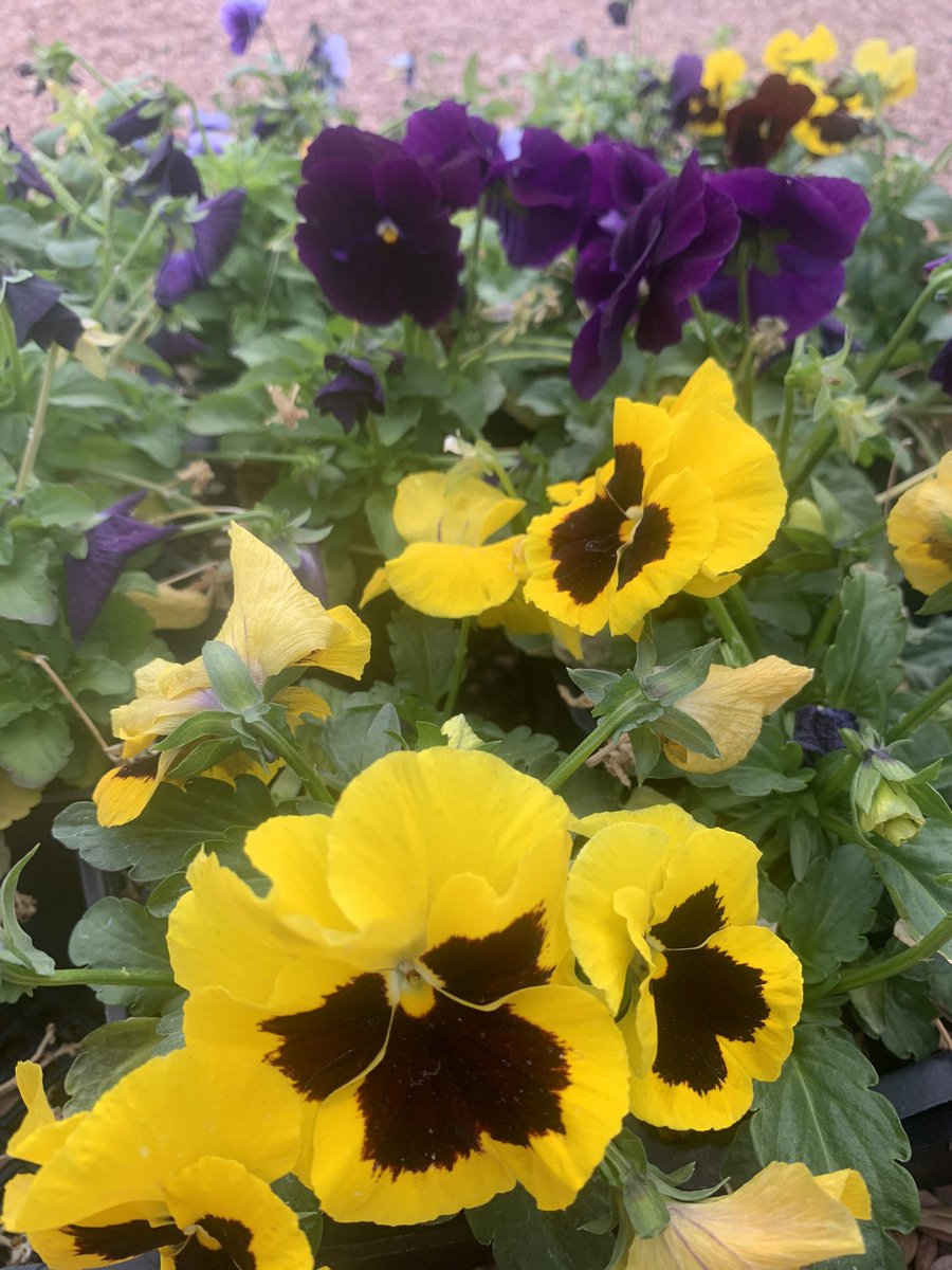 SWGardenSource's tweet photo. Even though it’s been close to freezing temps at night I still have colorful blooms to liven up the winter landscape. #ilovegardening in the desert! Check out my Instagram @sw_garden_girl for more!

#desertgardening #swgardengirl #desertblooms #flowergarden https://t.co/q4idLYAAVP