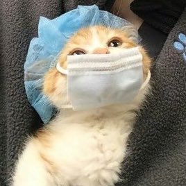 #미소𓃠