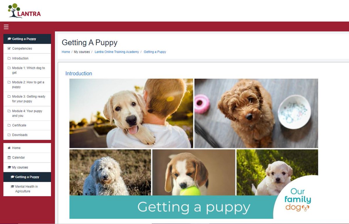 OurFamilyDogUK's tweet photo. Getting a puppy? In this free e-learning resource you will learn about:

🔸Choosing the right breed of dog for your lifestyle
🔸Buying or adopting a puppy safely
🔸Preparing for the arrival of your new puppy
🔸What to expect in the first year.

https://t.co/Q3oEgEK884

@LantraUK https://t.co/IyfzfAviN2