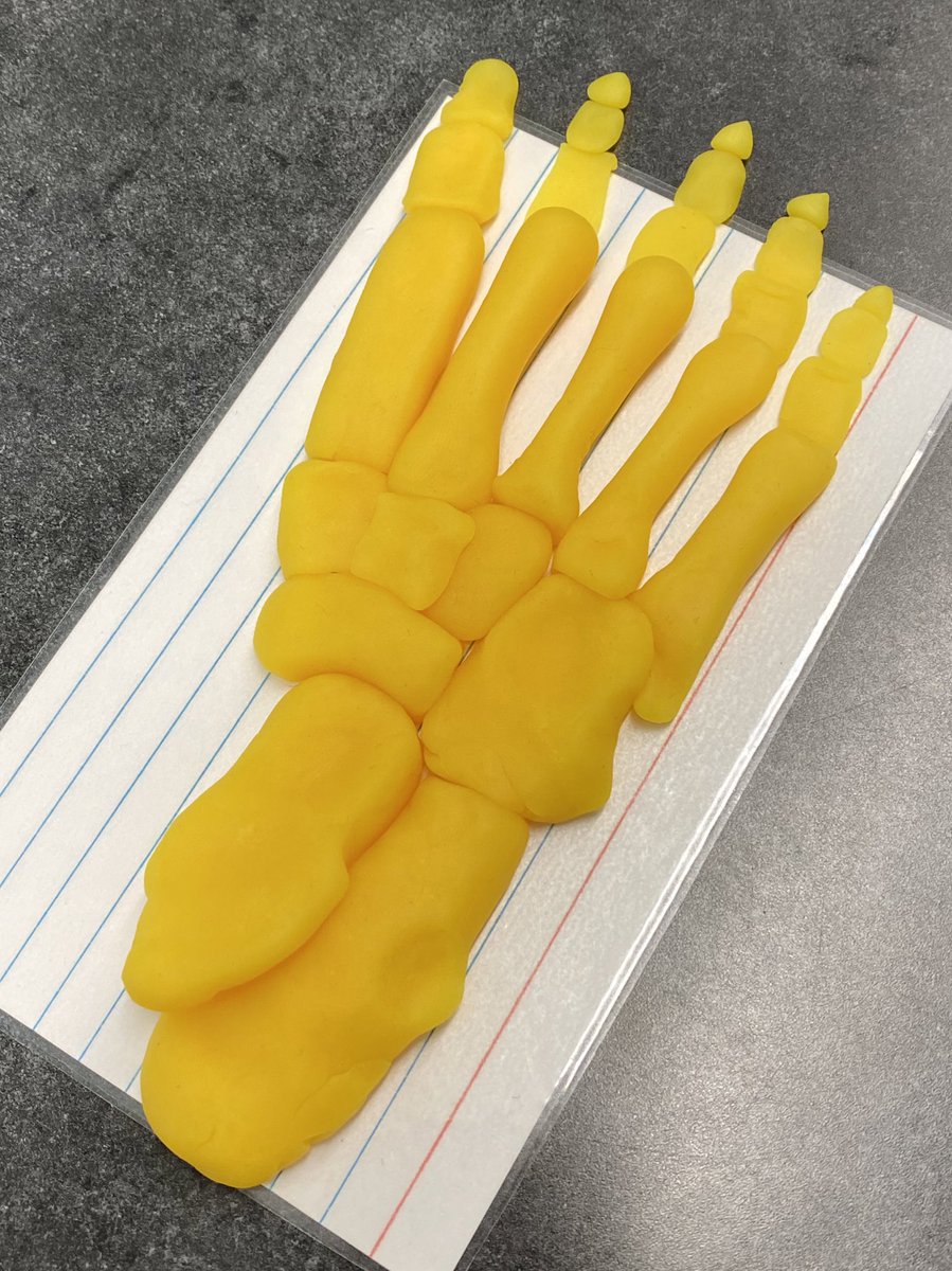 Mrs_Reames's tweet photo. I have a master Play-Doh artist in class today! 🙌🏼 #hctcready #emsproud #hiddentalent #sportsmedicine #anatomylab #footbones https://t.co/e5GhJ9uRcp
