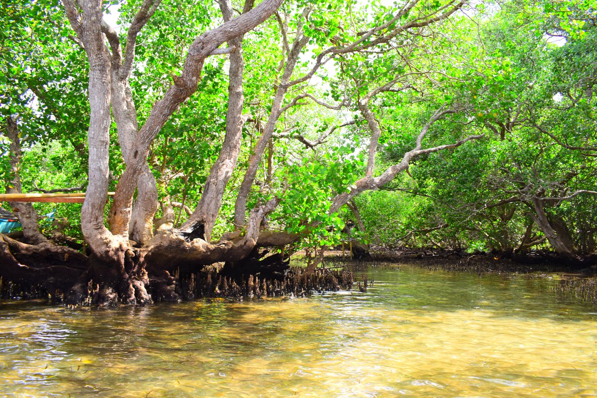 Lancis_Jum's tweet photo. Able to tolerate harsh conditions such as saltwater, wave action, and low oxygen levels in the soil, mangroves have adapted to thrive in disadvantageous environments. They have a complex filtration system to solve the water salinity predicament and can high waves. #PhotoGreen2020 https://t.co/cV113IkMxJ