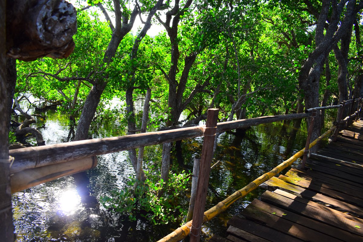 Lancis_Jum's tweet photo. Able to tolerate harsh conditions such as saltwater, wave action, and low oxygen levels in the soil, mangroves have adapted to thrive in disadvantageous environments. They have a complex filtration system to solve the water salinity predicament and can high waves. #PhotoGreen2020 https://t.co/cV113IkMxJ