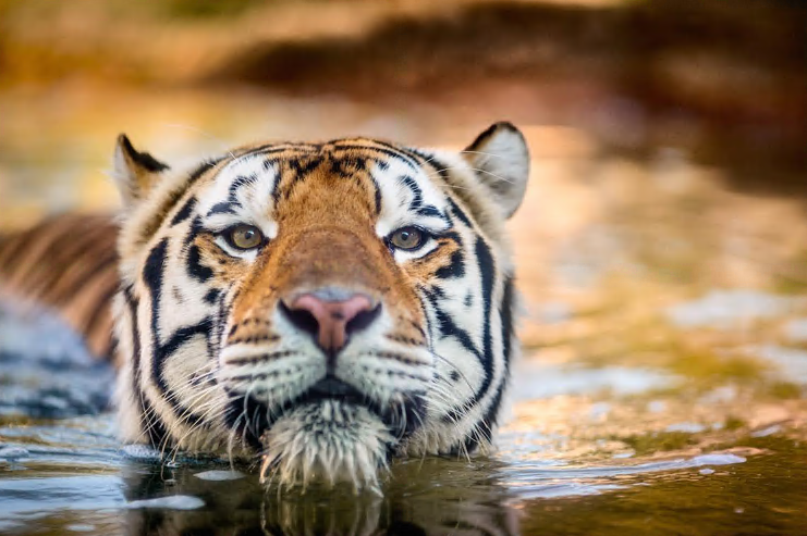 LSUStudentUnion's tweet photo. Finals week isn't always puuur-fect. 🐯 Tag a tiger who needs a little extra push this week. 💜💛 #LSU #lsustudentunion https://t.co/ij7dzrMR7m