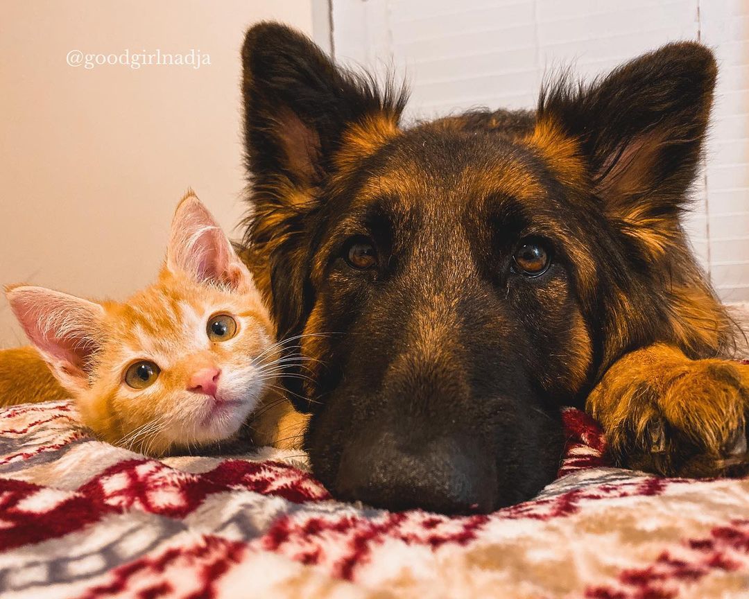 it's a real lover i ever saw before 🥰🥰🥰
Follow @MargarteMom 
#germanshepherdworld#germanshepherdsofig#gsd_feature#dogs#dog#dogsofinstagram#doglovers#dogsofig#instadogs#dogsofinstaworld#dogstagram#gsdunited#germanshepherddaily#gsdnation#k9#gsdlife nayeon