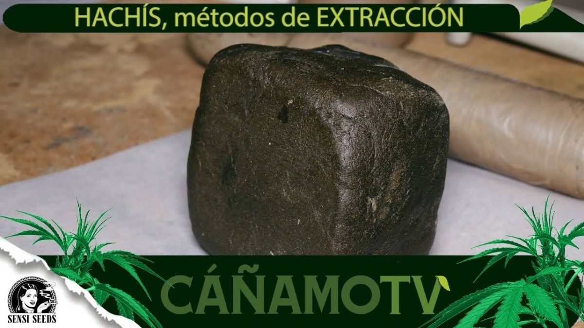 revistacanamo's tweet photo. #CÁÑAMOTV En este vídeo os hablaremos del hachís, qué es, cómo se extrae; y os enseñaremos algunos métodos caseros de extracción en seco. Desde la flor antes de la cosecha, con el cogollo ya seco o con la flor desmenuzada. ➜https://t.co/EOtQt7J28S https://t.co/ZXCFwtWHvl