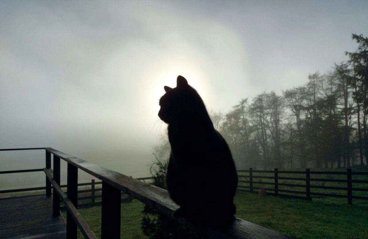 TawnylustLodge's tweet photo. Pensive puss in the mist #tawnylustlodge #leitrim #irelandshiddenheartlands #CatsOfTwitter #cats #ecobreak https://t.co/9NyfAHSBNz