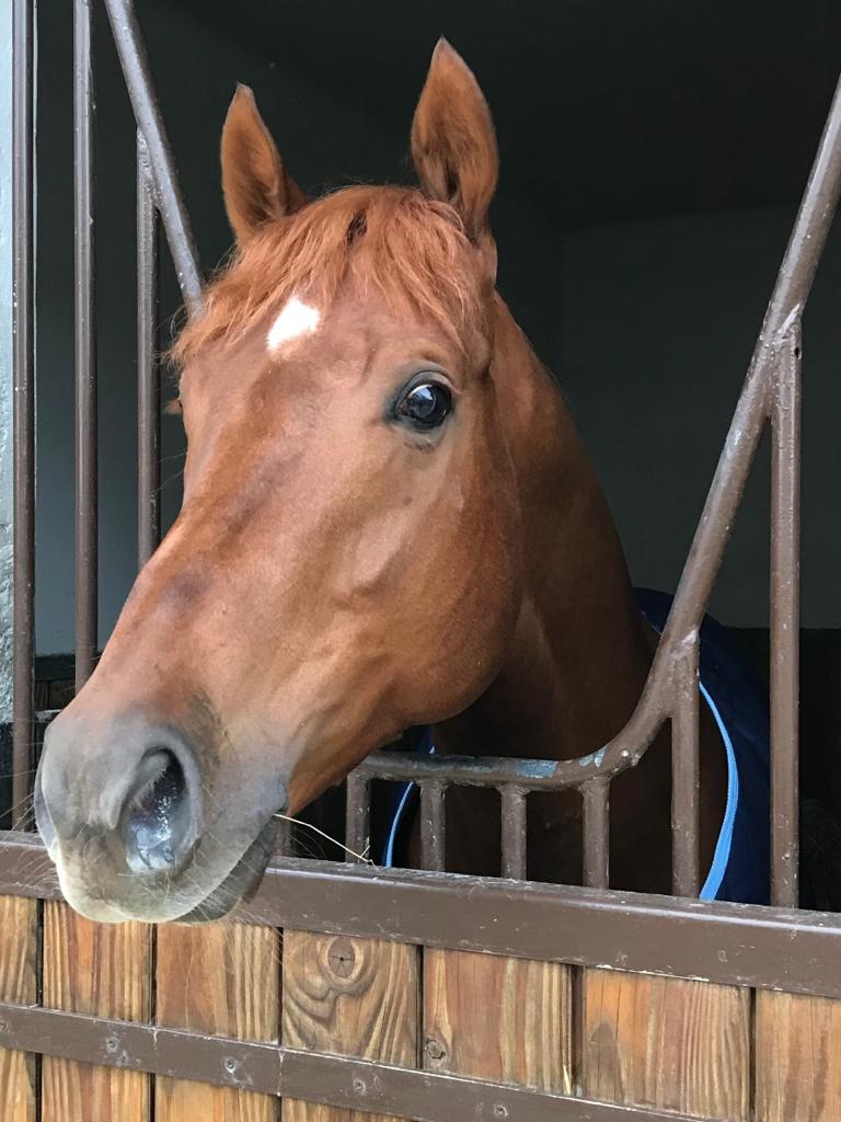 🔵 Home sweet home! 🟡

✨ Golden Horde est de retour au Haras de Montfort &amp; Préaux ✨
Nous vous remercions d'avoir été si nombreux à venir nous rendre visite à  l'hippodrome de Deauville 🙏🏻
A très bientôt !   <a href="/sumbe_fr/">Sumbe</a>