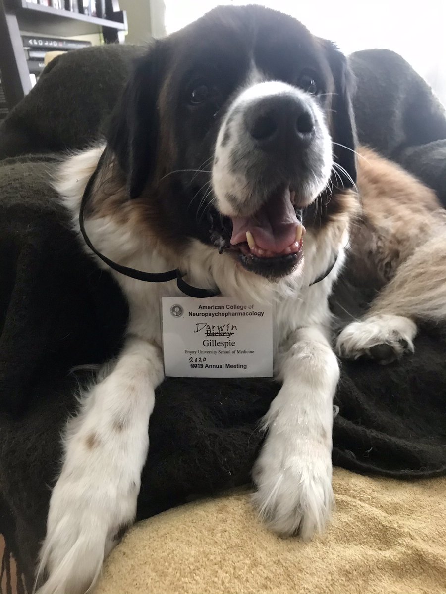RickeyGillespie's tweet photo. Darwin is enjoying all of the great science, seeing old friends, and making new friends at #ACNP2020:). I think @ACNPorg should consider canine and feline membership. #dogsoftwitter #dogsofscience #sciencetwitter #medtwittter https://t.co/9b0Fdvg8Zp