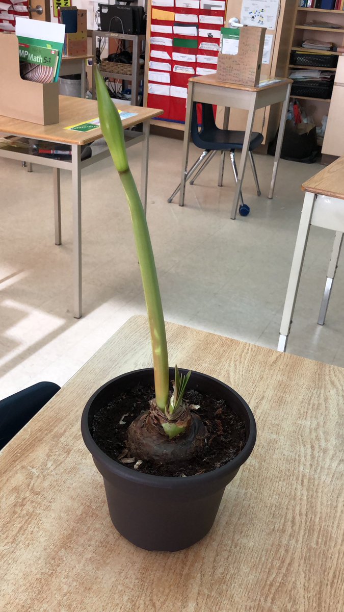 Ou mystery plant grew 12 cm on the weekend. <a href="/HewittsCreek/">Hewitt's Creek</a>