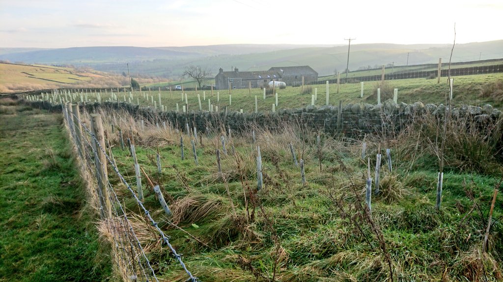 LothersdaleWG's tweet photo. Missed #NationalTreeWeek but a quick walk around several of our village sites helped via @WoodlandTrust &amp; @TCVtweets to see how our planting has inspired others... Now up to ~24k trees &amp; >80 volunteers
#TreeLC #spreadthelove #SoilHealth #NFM #IDigTrees #naturalfloodmanagement https://t.co/2MxHcAepUu