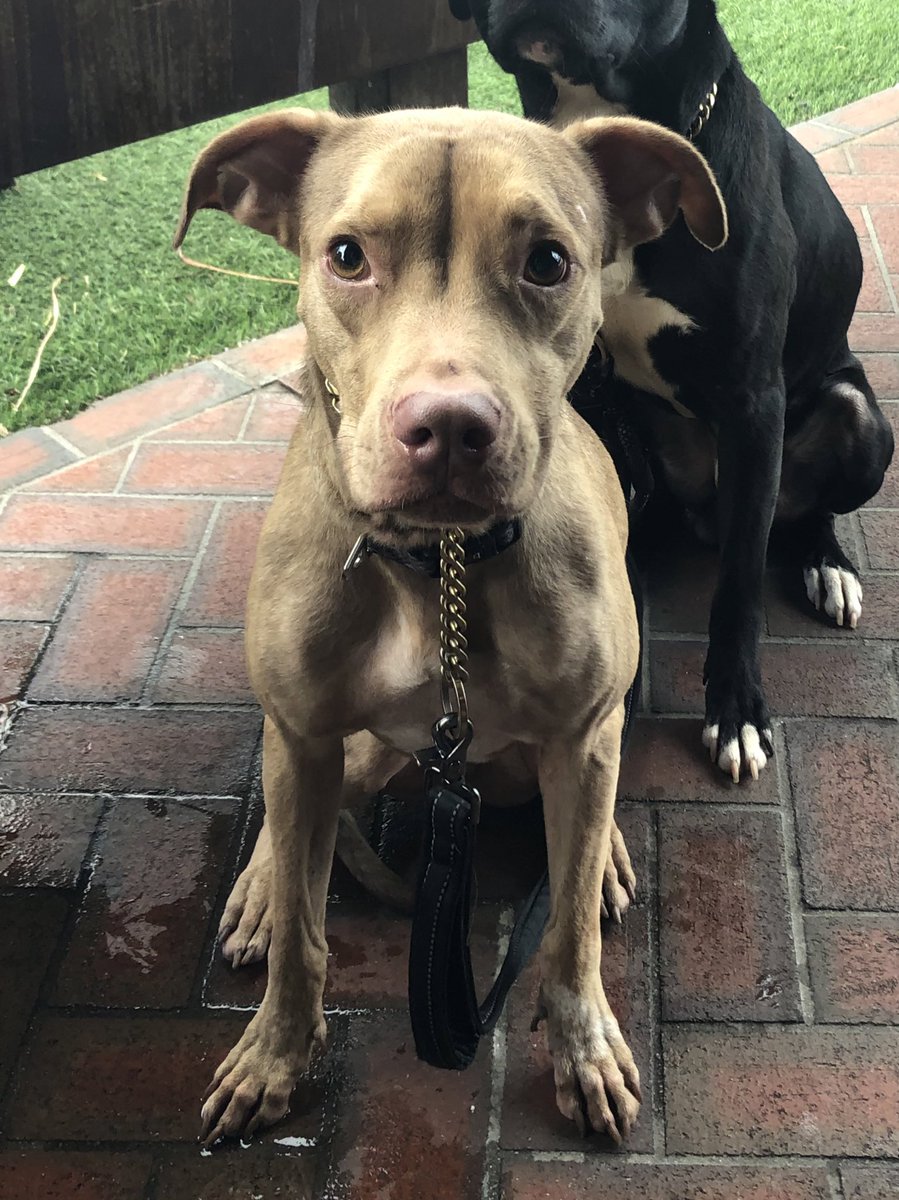 riahsauce's tweet photo. ‼️TAMPA FL - DOGGY NEED A HOME‼️

This sweet boy name is Pablo "Apollo" (also goes by Chris Brown when he's acting lightskinned) he is FIXED &amp; is 6 years old. He loves kids, other dogs &amp; cats. Needs a new forever family cos owner got deployed &amp; doesn't know when he'll be back— DM https://t.co/08K5rVtzgV