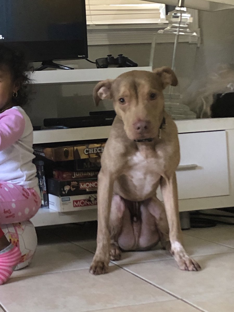 riahsauce's tweet photo. ‼️TAMPA FL - DOGGY NEED A HOME‼️

This sweet boy name is Pablo "Apollo" (also goes by Chris Brown when he's acting lightskinned) he is FIXED &amp; is 6 years old. He loves kids, other dogs &amp; cats. Needs a new forever family cos owner got deployed &amp; doesn't know when he'll be back— DM https://t.co/08K5rVtzgV