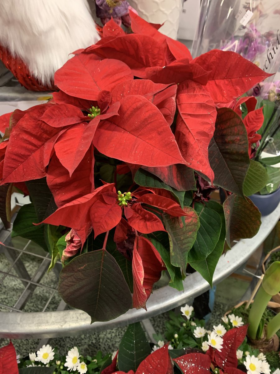 Today I got curious about poinsettias.Did you know the poinsettia:- was cultivated by the Aztecs- is the most economically important potted plant in the world??- has 50% of its worldwide market controlled by a single family, the Eckes of Southern California(continued!)