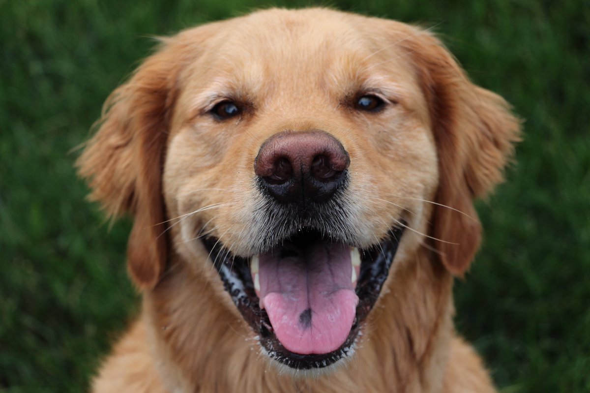 Moses is 10 today.He has been my best bud through the good times, my guardian angel through the bad times, and my shadow through the boring times.He's the absolute best and I love him and all I ask for his birthday is that you try to be like him and make someone smile today.