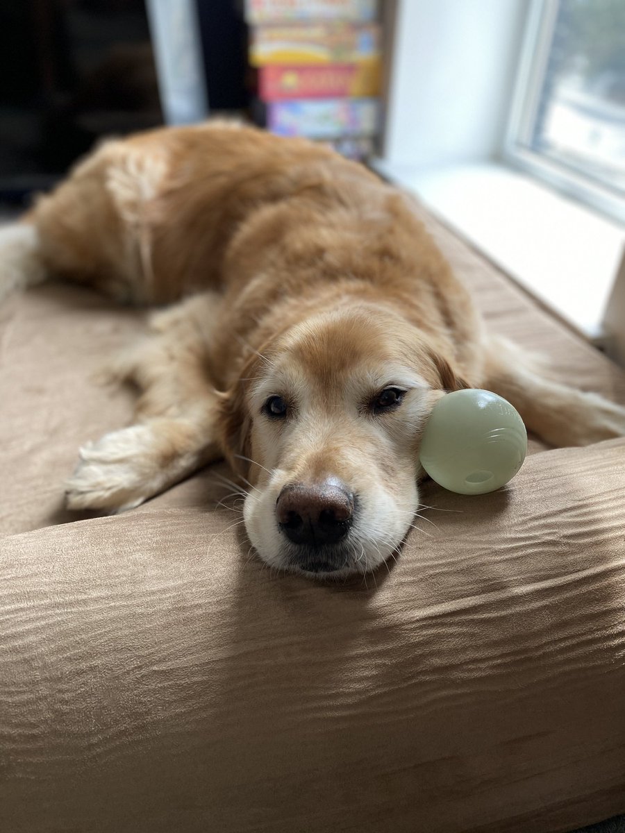 Moses is 10 today.He has been my best bud through the good times, my guardian angel through the bad times, and my shadow through the boring times.He's the absolute best and I love him and all I ask for his birthday is that you try to be like him and make someone smile today.