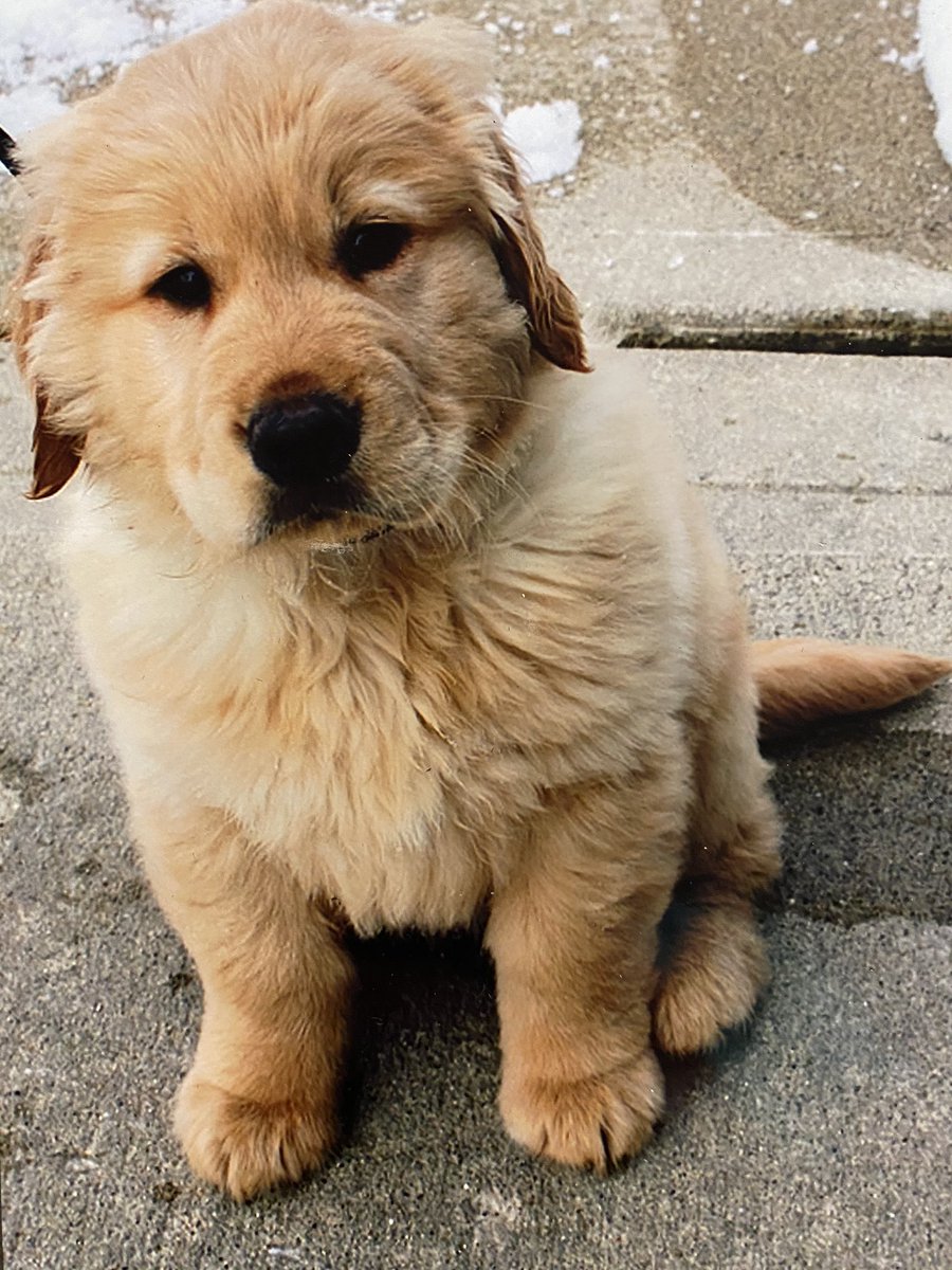 I was scared of dogs before I got Moses. Childhood thing I never got over.When I got him I was told I could take any pup I wanted. The cage opened, most took off running. One walked over, sat on my foot, and looked up at me.We've been attached at the hip ever since.