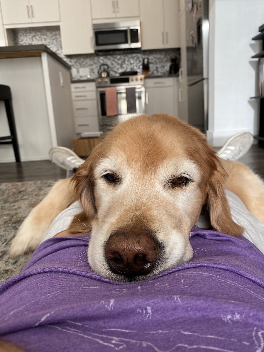 I was scared of dogs before I got Moses. Childhood thing I never got over.When I got him I was told I could take any pup I wanted. The cage opened, most took off running. One walked over, sat on my foot, and looked up at me.We've been attached at the hip ever since.