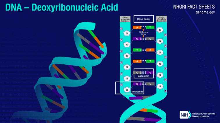 You all know DNA...that double helix thingy we learned about in school.But without cheating, do you remember what DNA actually does?DNA is simply a set of instructions - alternating sequences of 4 nucleotides. Those instructions need help to create proteins: Enter RNA