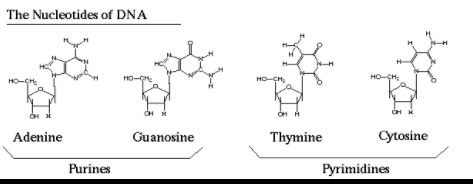 You all know DNA...that double helix thingy we learned about in school.

But without cheating, do you remember what DNA actually does?

DNA is simply a set of instructions - alternating sequences of 4 nucleotides. 

Those instructions need help to create proteins: Enter RNA
🧵👇
