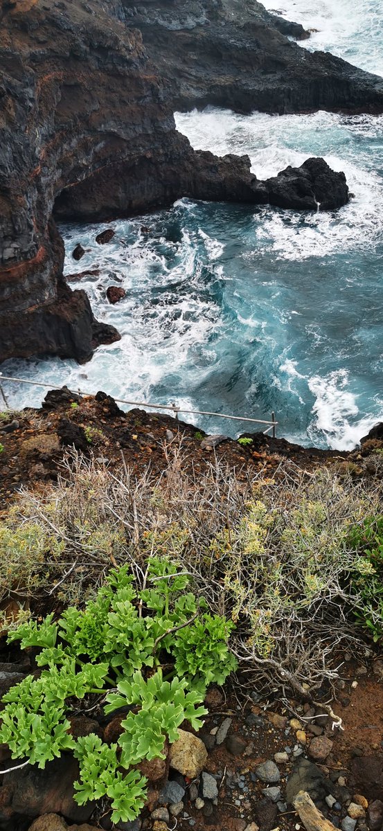VagamundosViaje's tweet photo. Llevamos 5 días en #lapalma y estamos alucinados con la Isla Bonita y su diversidad: frondosos bosques de laurisilva, una de las calderas volcánicas más grandes del mundo, volcanes aún activos, acantilados.. Más info en nuestras historias de #instagram ➡️https://t.co/Q2LgxDtIew https://t.co/3YAHEvXwJZ