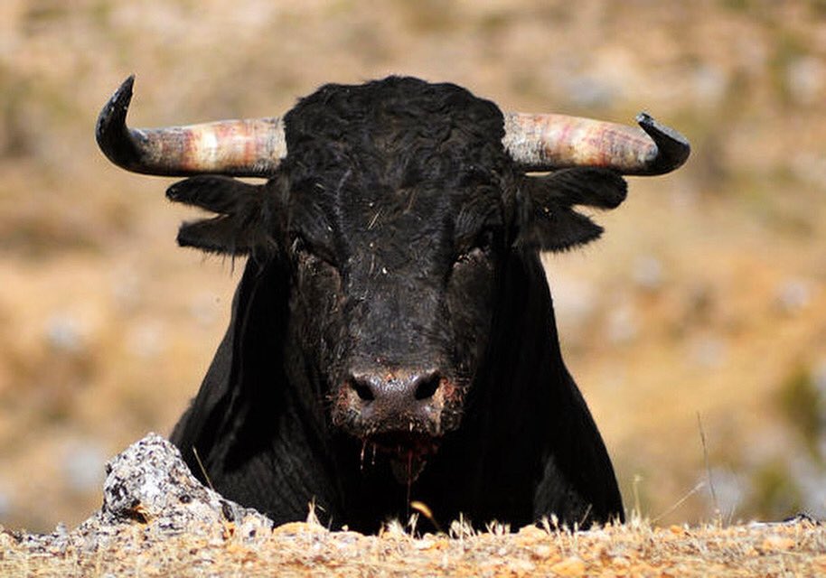 😱😱😱 🆕🆕🆕Bullhaulin’ BS 🐂🚚📺 Join Jerry Novak later today at 8pm EST to talk all things cattle🤠