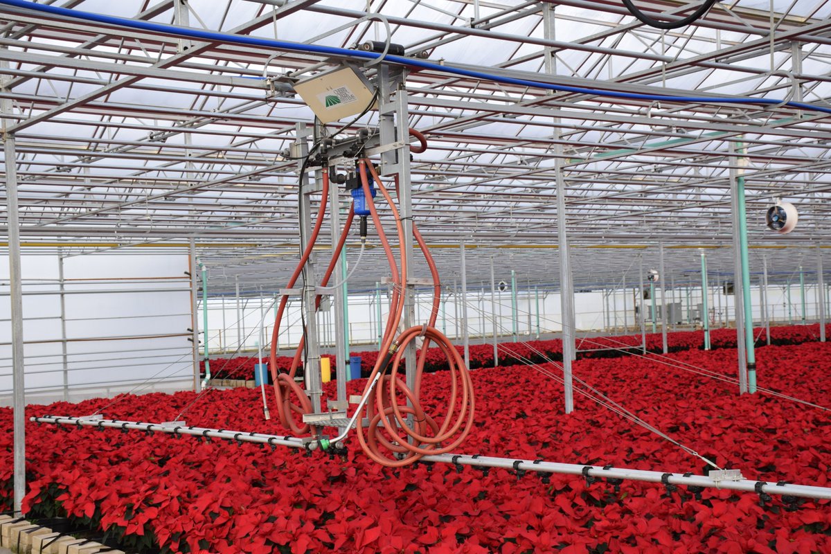 Which I suppose is why it's such a major market. This suggests a path for would-be horticulturist entrepreneurs: find a plant that becomes ugly over time and needs a lot of work to make pretty again.Then build a huge greenhouse like this one and do the work for us.