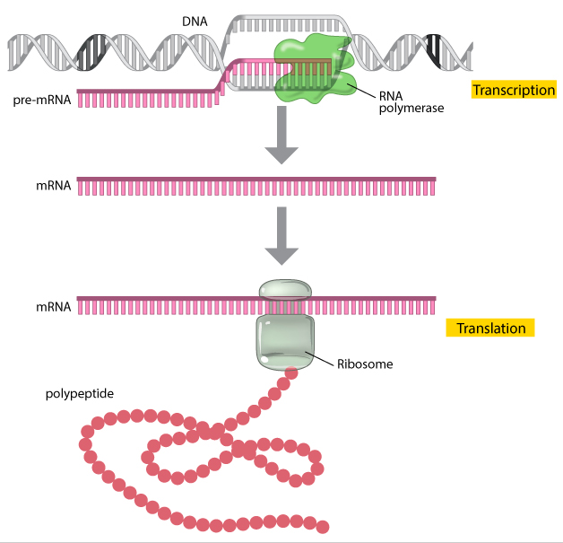 We've been hearing a lot about mRNA (messenger RNA) which is what the Pfizer & Moderna  #COVID vaccines contain.We all have mRNA inside our cells. We need mRNA in order to take the instructions from DNA outside the nucleus to help build our bodies.  https://www.nature.com/scitable/topicpage/translation-dna-to-mrna-to-protein-393/