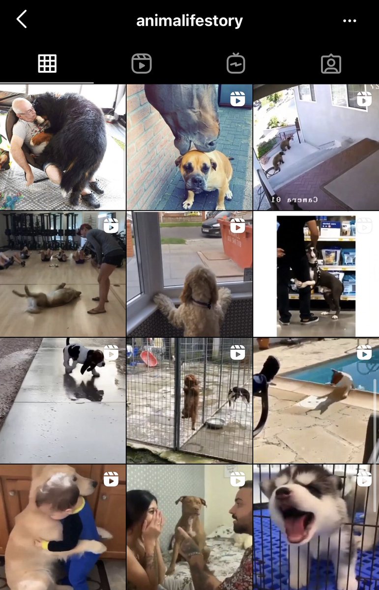 ShawnOnInsta's tweet photo. 👤 @/ShawnMendes started following @/animalifestory on IG https://t.co/SWy6e5qaRx
